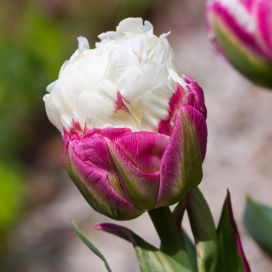 Tulip 'Ice Cream'