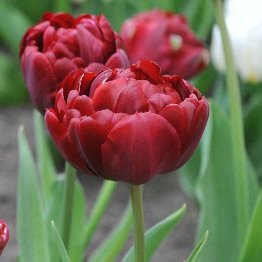 Tulip 'Uncle Tom'