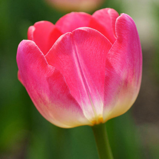 Tulip 'Van Eijk'