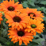 Sonnenhut 'SunSeekers Mineola'