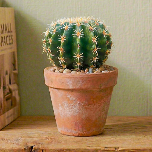 Echinocactus grusonii brevispinus