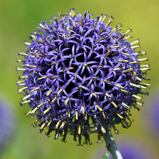 Kugeldistel 'Blue Globe'