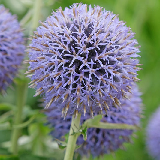 Kugeldistel 'Taplow Blue'