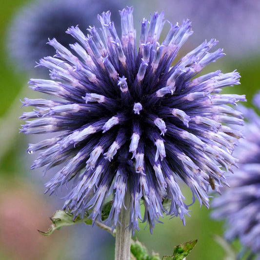 Kugeldistel 'Veitch's Blue'