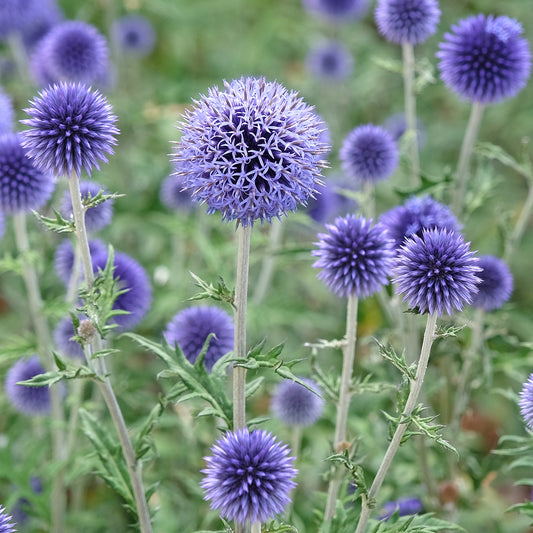 Blaue Kugeldistel