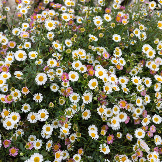 Feinstrahl 'Blutenmeer'
