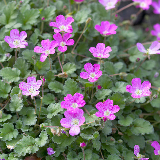 Reiherschnabel 'Bishop's Form'