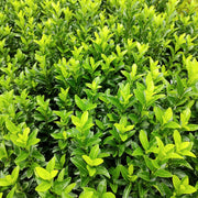 Japanischer Spindelstrauch 'Green Spire' (Euonymus 'Green Spire')