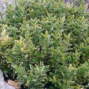 Gelbbunter Spindelstrauch (Euonymus 'Aureovariegatus')