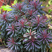 Wolfsmilch (Euphorbia 'Miner's Merlot')
