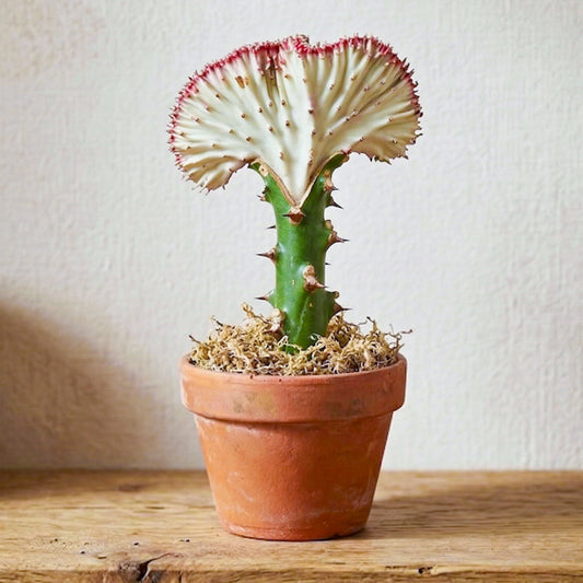 Euphorbia lactea cristata