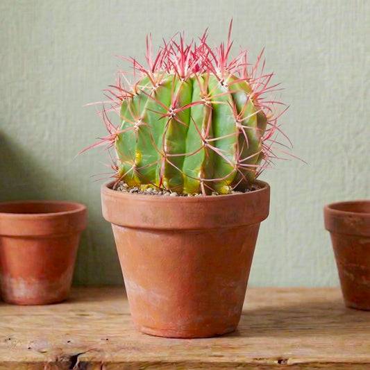Ferocactus stainesii