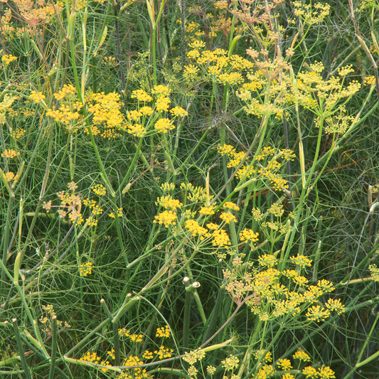 Fenchel 'Purpureum'