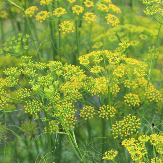 Fenchel