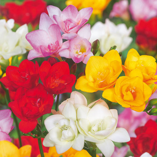 Gefüllte Freesien (Freesia 'Double' Mix)