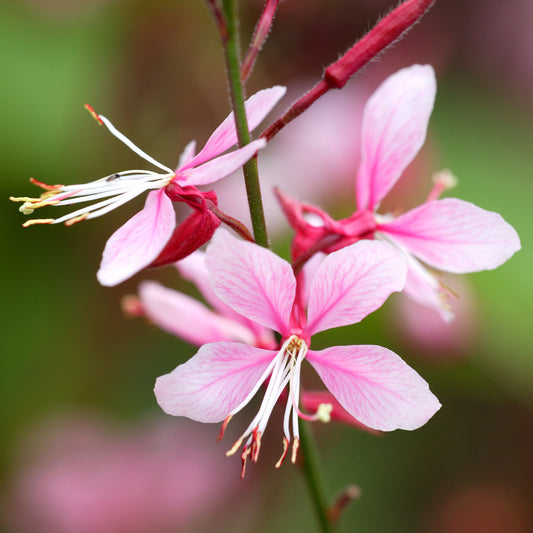 Prachtkerze 'Siskiyou Pink'