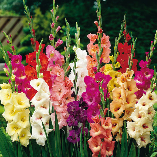 Gladiolen-Mix (Gladiolus)