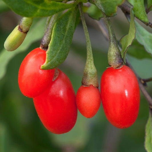 Gojibeere (Lycium barbarum) 'Little Goji'