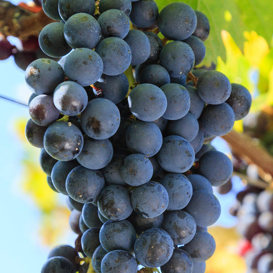 Grape 'Merlot'