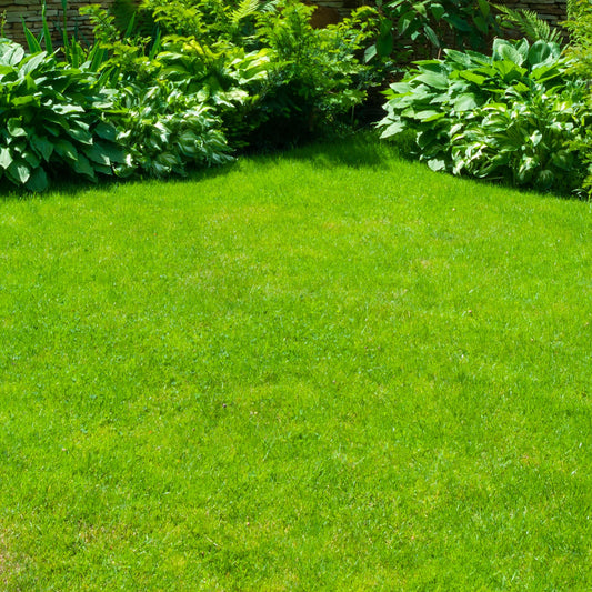 Gardeners Dream Hard-Wearing Grass Seed