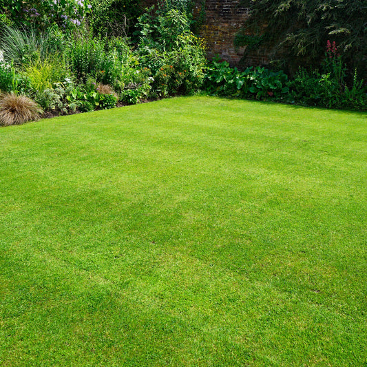 Gardeners Dream Fine Lawn Grass Seed