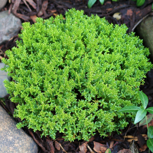 Hebe ‚Green Mound‘