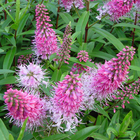 Hebe ‚Great Orme‘