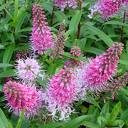 Hebe ‚Great Orme‘