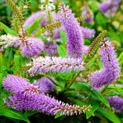 Hebe ‚Midsummer Beauty‘