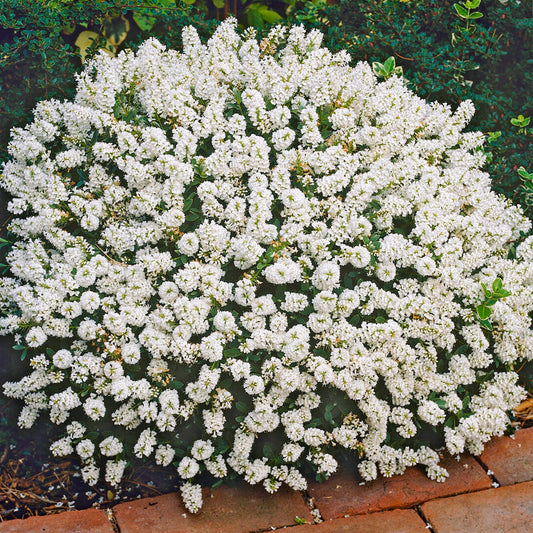Hebe ‚White Gem‘