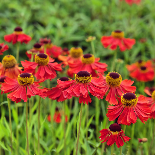 Sonnenbraut 'Moerheim Beauty'