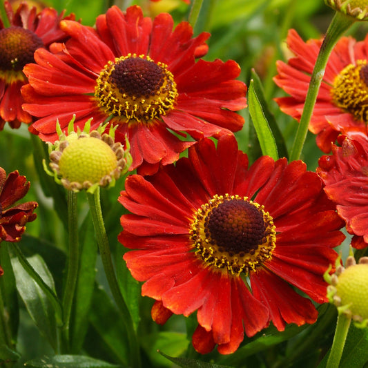 Sonnenbraut 'Mariachi Salsa' (Helenium)