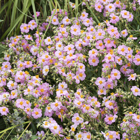 Sonnenröschen 'Lawrenson's Pink'