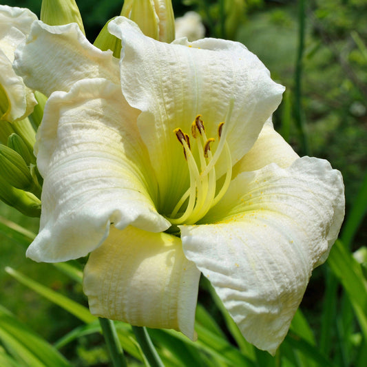 Taglilie 'Gentle Shepherd'