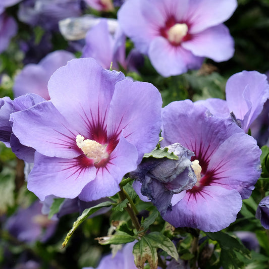 Garteneibisch 'Oiseau Bleu'