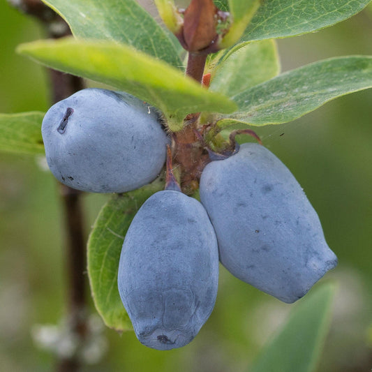 Maibeere 'Giant's Heart'