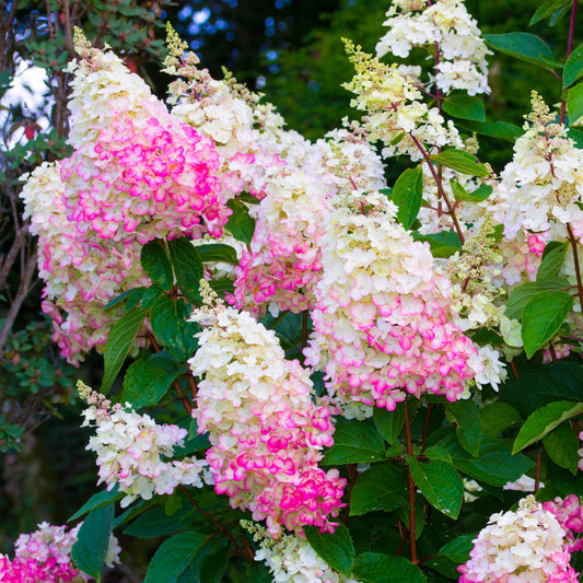 Rispenhortensie 'Pinky Winky'