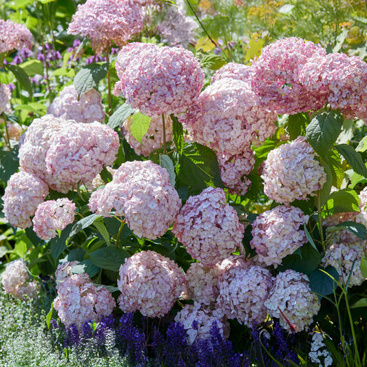 Hortensie 'Candybelle Bubblegum'
