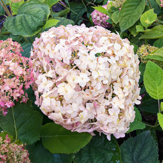 Hortensie 'Candybelle Marshmallow'