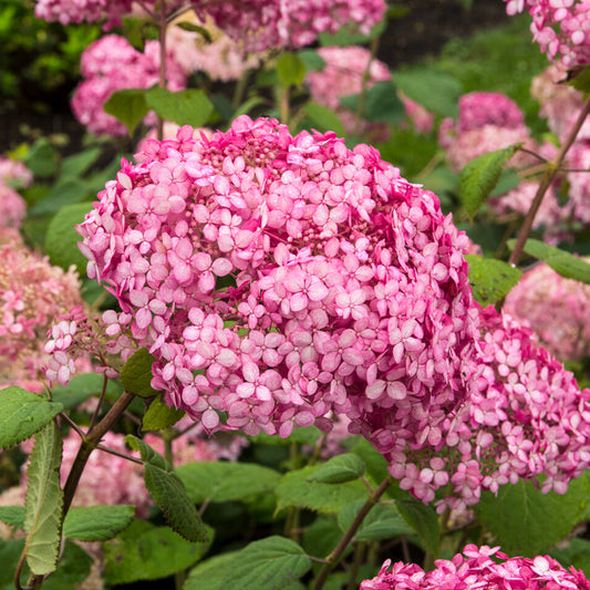 Hortensie 'Pink Annabelle'