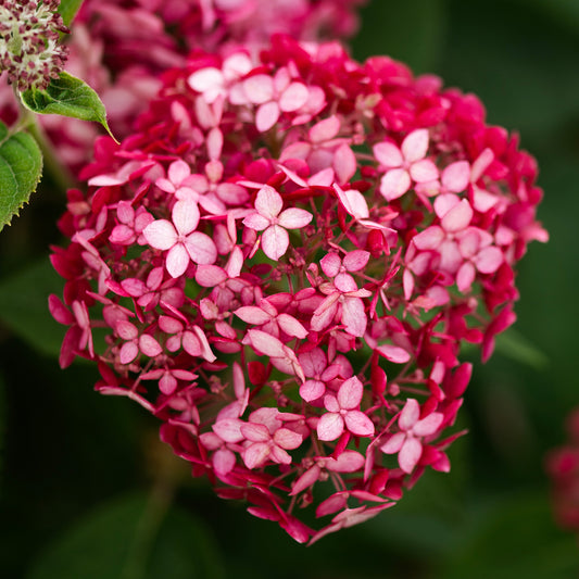 Ballhortensie 'Ruby Annabelle'