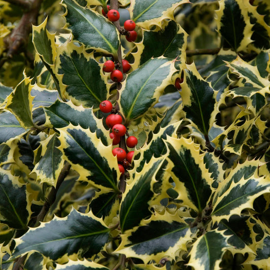 Stechpalme 'Argentea Marginata'