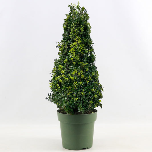 Ilex Pyramid 'Caroline Upright'