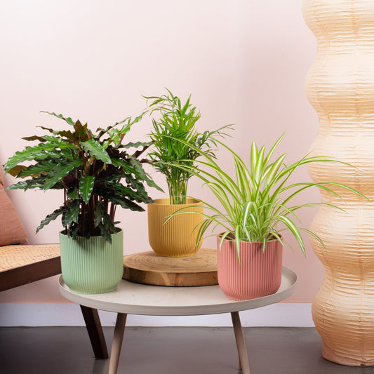 Haustierfreundliches Zimmerpflanzen-Set