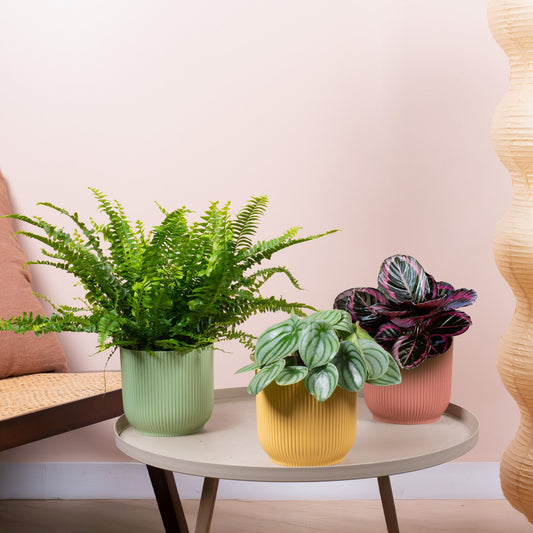 Haustierfreundliches Zimmerpflanzen-Set