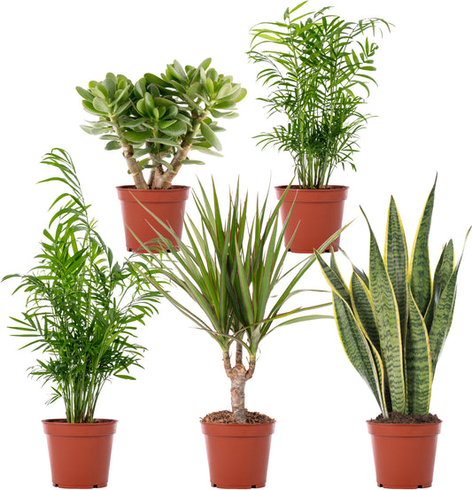 Zimmerpflanzen 5er-Set