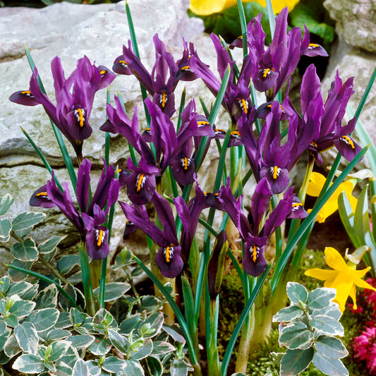 Iris reticulata 'J S Dijt'