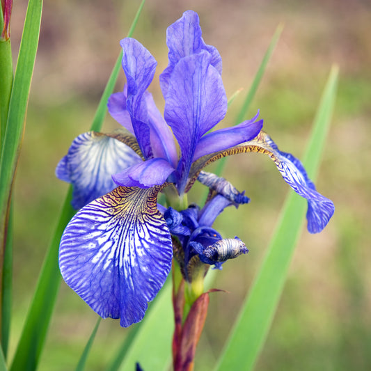 Schwertlilie 'Blue King'