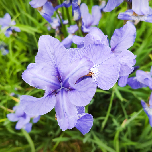 Schwertlilie 'Perry's Blue'