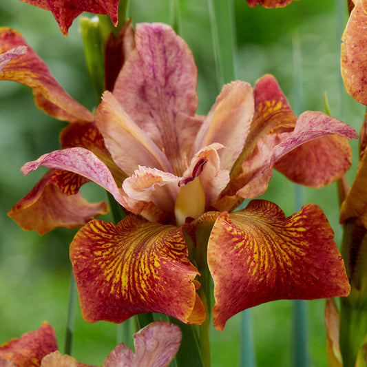 Schwertlilie 'Paprikash'